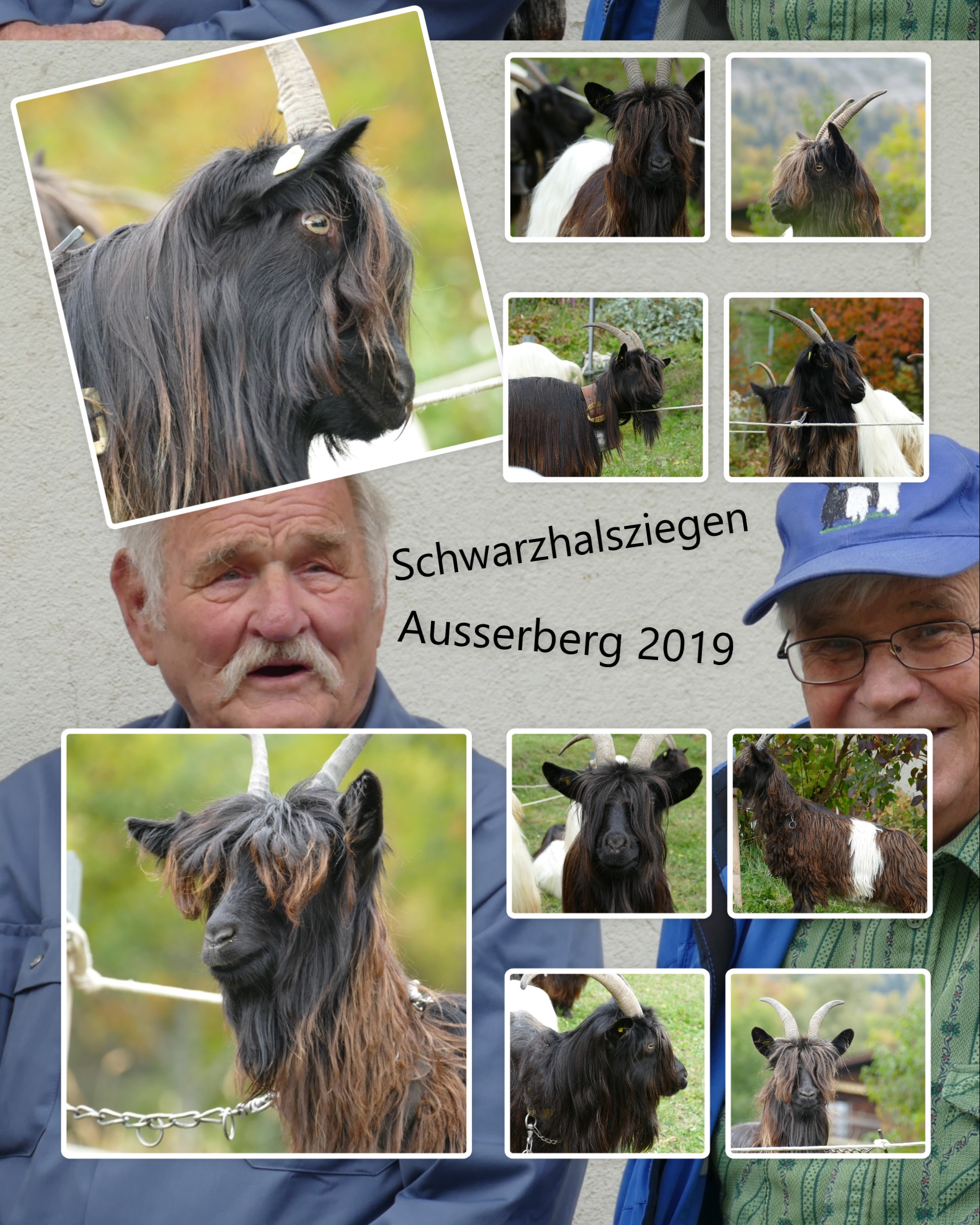 Ausserberg_Schwazhalsziegen