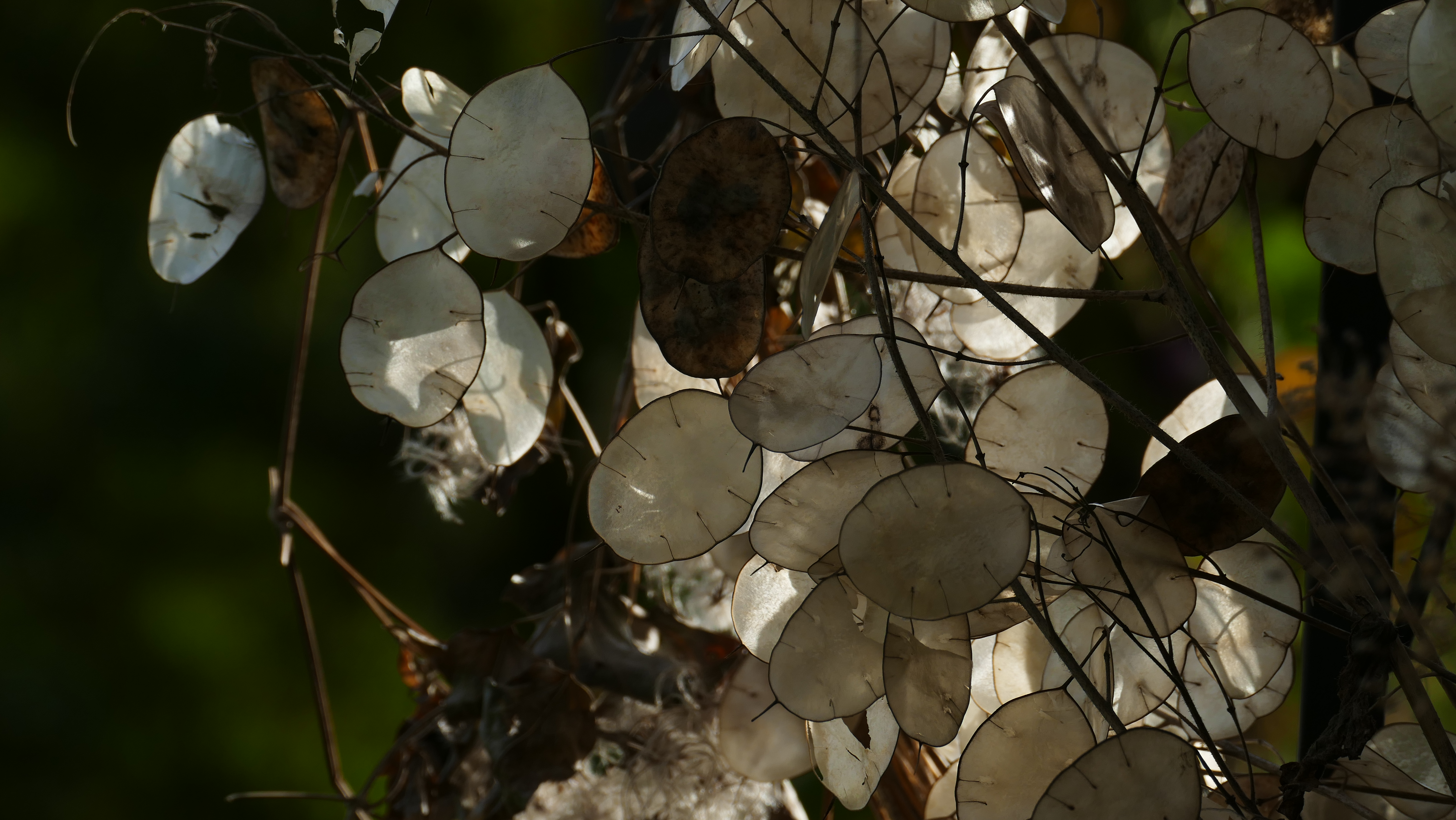 P1160504