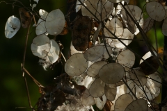 P1160504
